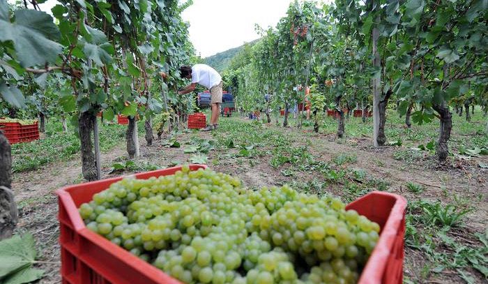Vino: Coldiretti, in Piemonte ottima annata e +15% quantità