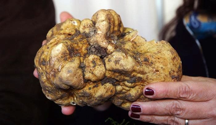 Tartufo Al Via Raccolta Di Quello Bianco Ad Acqualagna Buonissimo