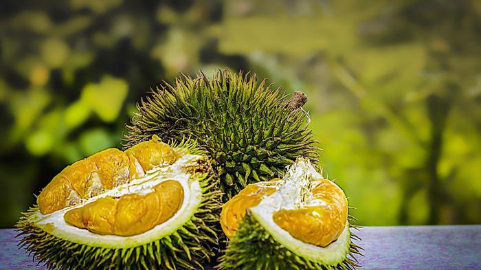 Habitat Tigri Malesia a rischio per boom frutto maleodorante