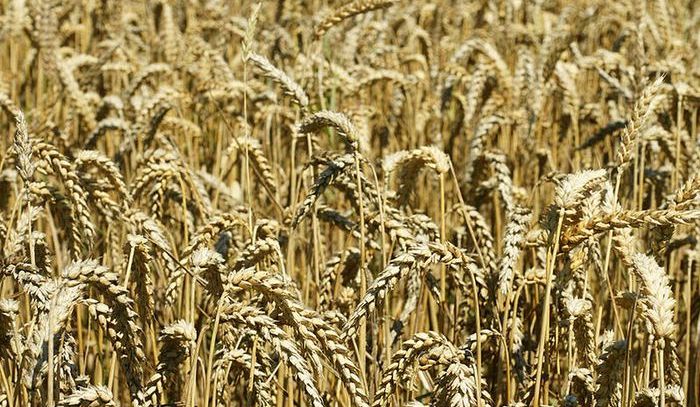 Giornata mondiale della pasta: la ricerca aiuta il Made in Italy
