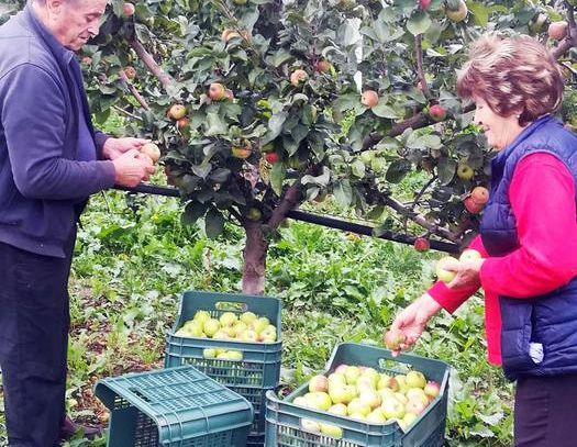 Mele rosa dei Sibillini, buona raccolta, ottima qualità