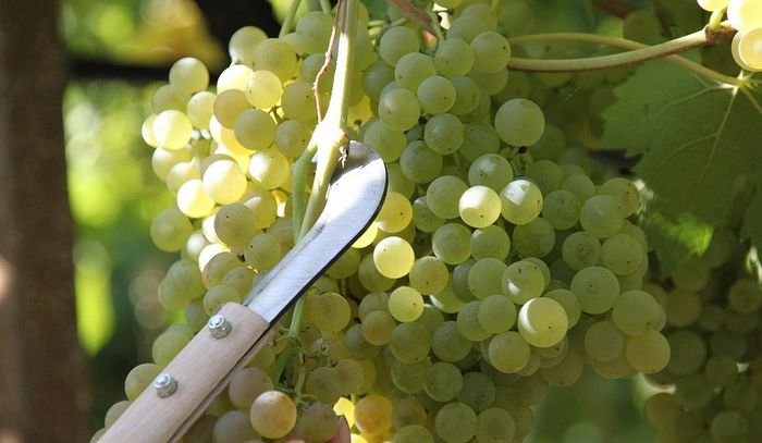 Primo bilancio positivo per la vendemmia 2018