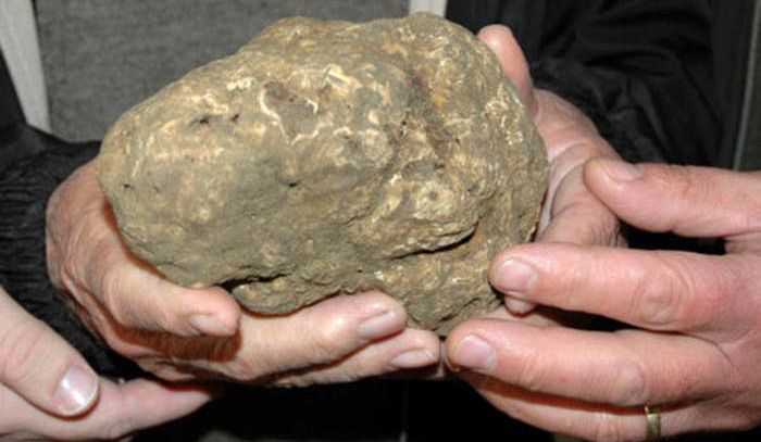 Tartufo: solidarietà Fiera di Alba a Genova e Liguria