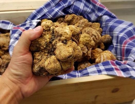 "Diamanti a tavola", Amandola celebra il tartufo bianco