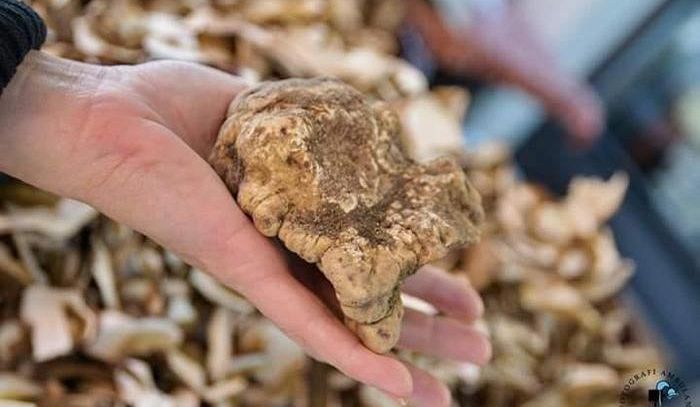 'Tartofla Savigno' in novembre festival tartufo bianco