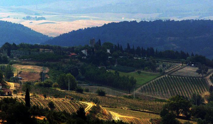 Domenica Camminata tra gli olivi in 122 Città dell'olio
