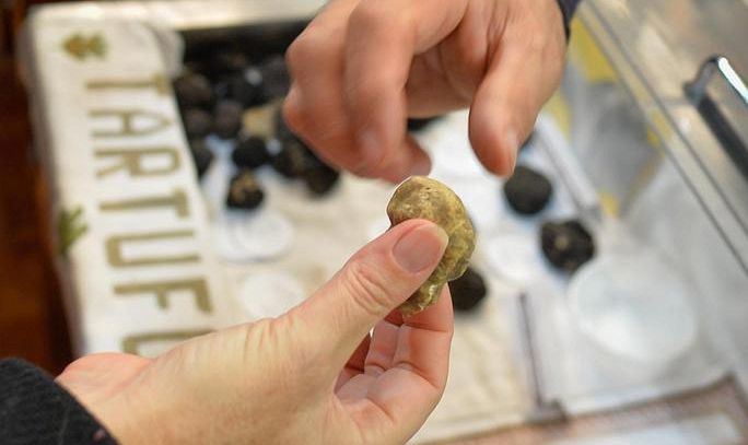Tartufo Alba, con piogge ottima annata, via a fiera mondiale