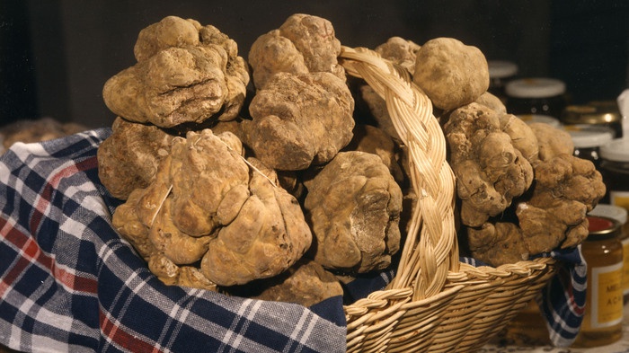 Le Città del tartufo all'Eataly world Bologna