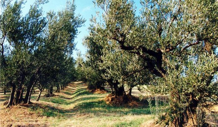 Torna il 28 ottobre la Camminata tra gli olivi nel Lazio