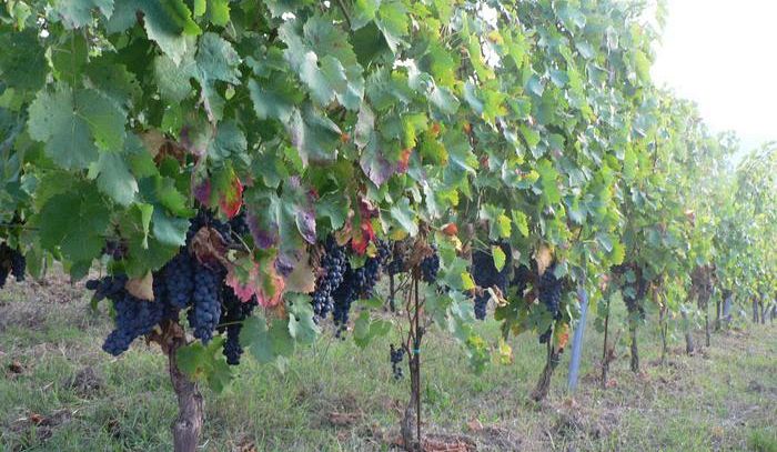 Lombardia, 3,5 milioni per i progetti d'internazionalizzazione del vino