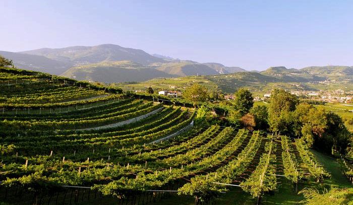Consorzio Valpolicella, Rill vince il talent scout di N.Y.
