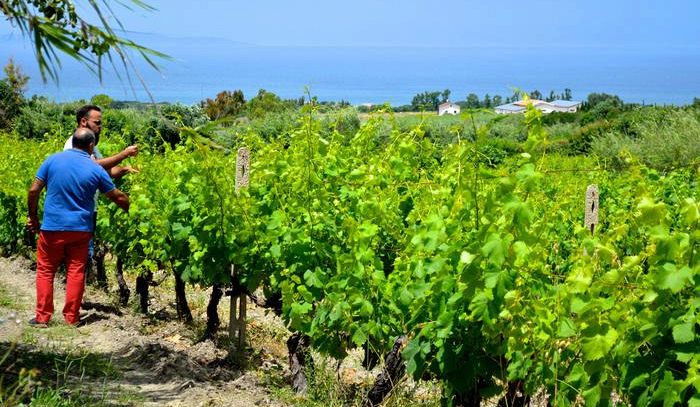 Cala superficie a vigneto, -7% in 5 anni