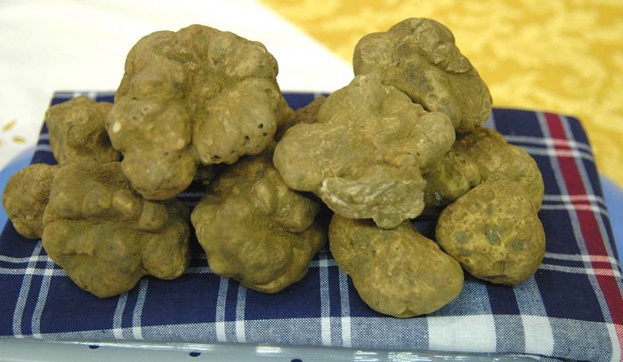 Tartufi, la pioggia aumenta le raccolte e il prezzo scende del 30%