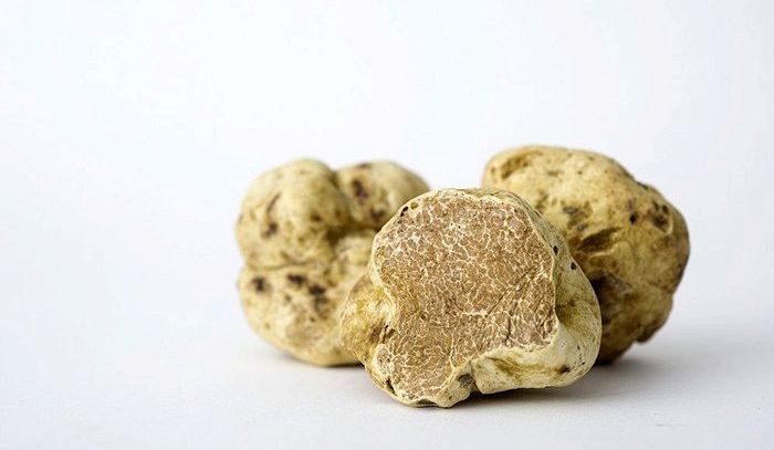 Asta mondiale tartufo, a Hong Kong il 'pezzo' da 880 grammi