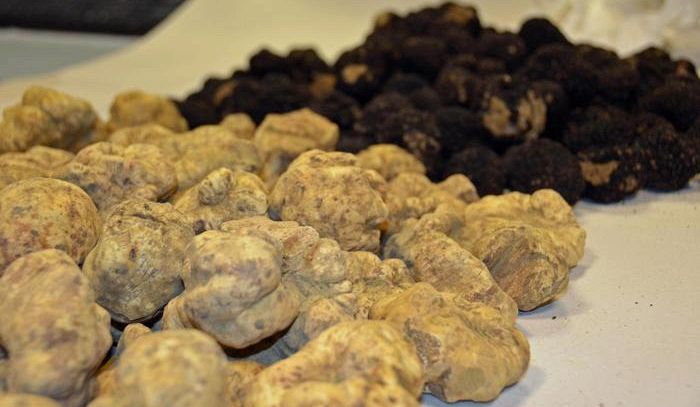 Tartufo, uno studio decodifica il suo dna