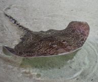 L'arzilla, conosciuta anche come razza chiodata, è un pesce magro e privo di lische: ecco come usarlo in cucina e quali sono le sue proprietà nutrizionali