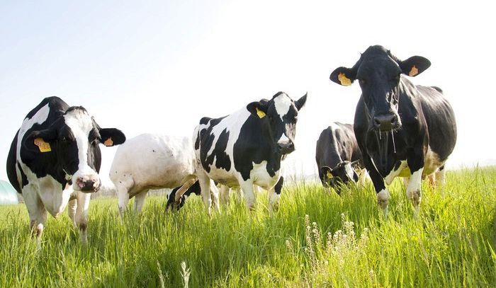 Parmigiano Reggiano, indice genetico seleziona le bovine migliori