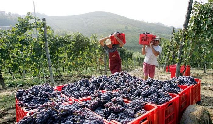 Vendemmia Piemonte da 4 stelle, al top Nebbiolo Langhe-Roero