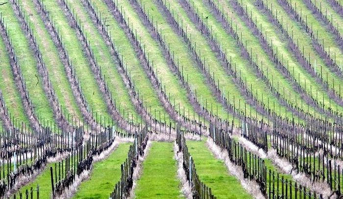 Prosecco, produzione 2018 +6% bottiglie e +6,9% valore