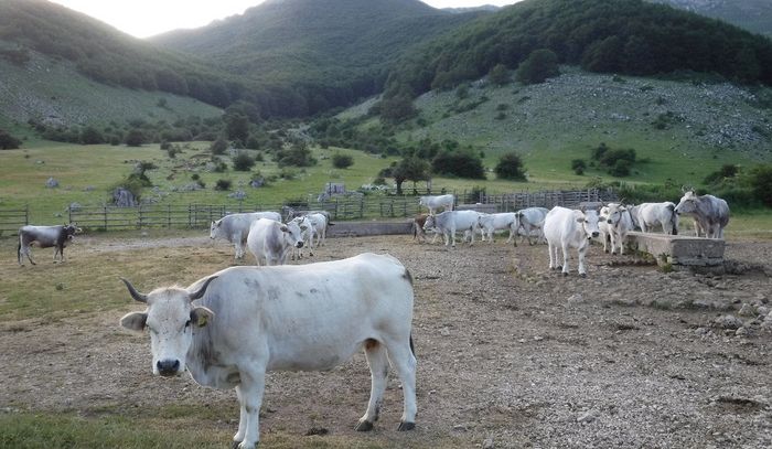 Brambilla, basta campagna per carne bovina, è cancerogena