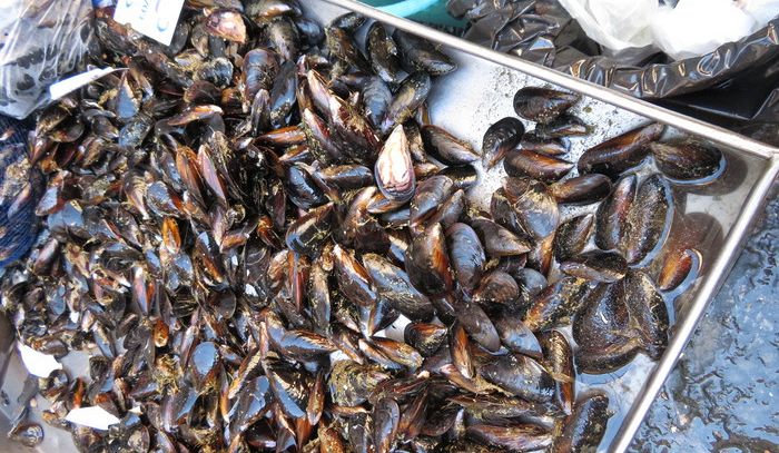 Cozze ritirate, esclusa presenza vibrione del colera