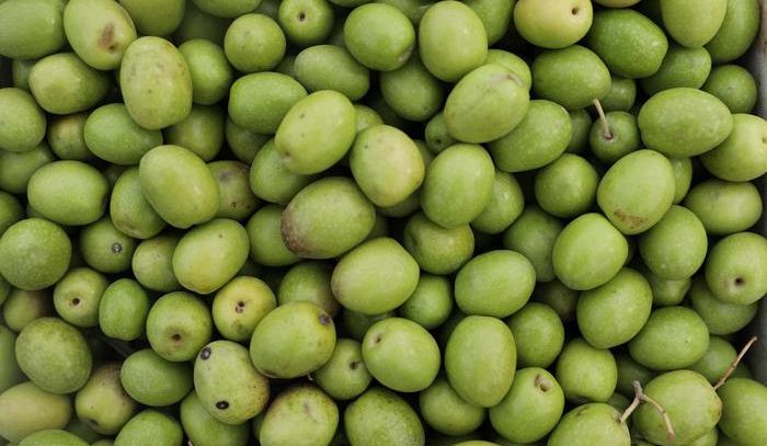 Olio, aumenta del 30% produzione in Toscana