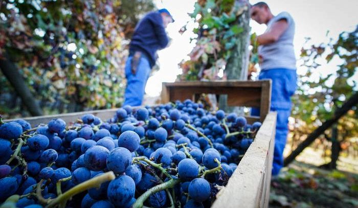 Il 'genome editing' del vino, applicazioni e perplessità