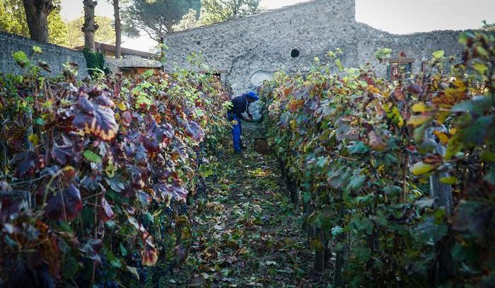 Dallo scarto del vino energia pulita e meno costi in cantina