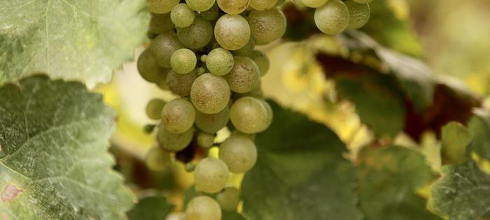 Prosecco, al via sperimentazione con Glera resistente