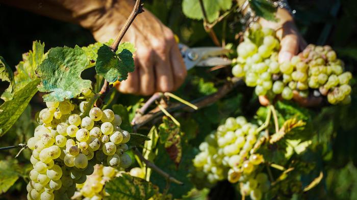 2018 anno record per vino Veneto, +48% produzione