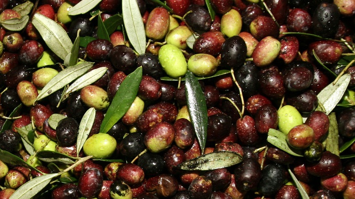 A Roma corso per esperti in analisi olio d'oliva
