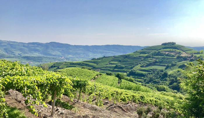 Consorzio Soave presenta un modello di sostenibilità