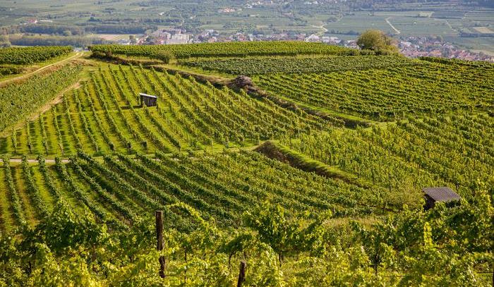 Girlan, il Pinot Nero è il futuro dell'Alto Adige