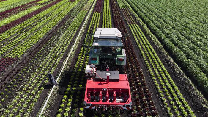 Rucola Igp, pronta a scalare la "top five" del made in Italy