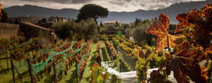 Made in Sannio il 50% dei vini campani, nasce premio miglior Falanghina