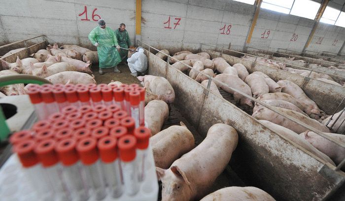 Efsa, la resistenza agli antibiotici negli allevamenti non rallenta