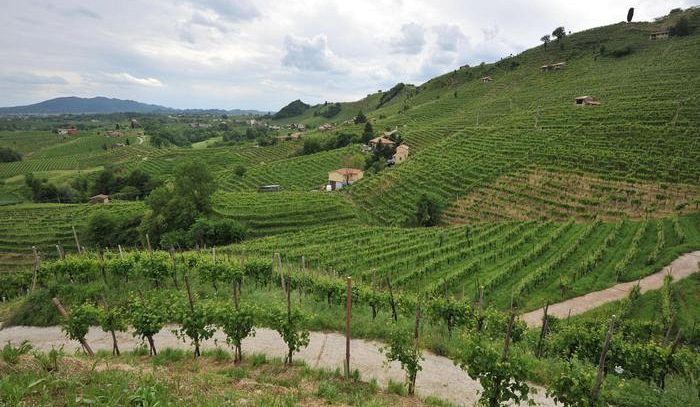 Villa Sandi, business del vino cresce dell'8,6% nel 2018