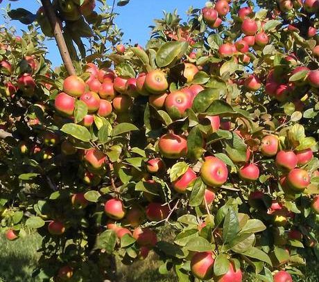 Mela Rosa Sibillini in letteratura scientifica con Unicam