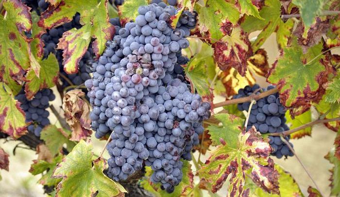 Vino: Marche, nel 2018 +9,5% valore esportazioni enologiche