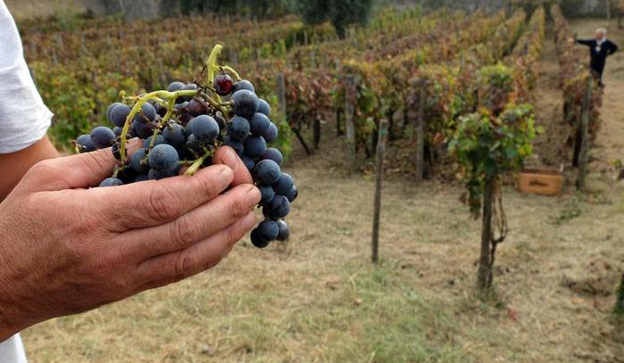 Da Regione Toscana ok ampliamento superfici Doc Bolgheri
