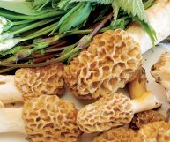 In basso in primo piano spugnole con gambo tozzo color panna e il tipico cappello poroso, più scuro; in alto erbe aromatiche miste,luppolo e aglio orsino