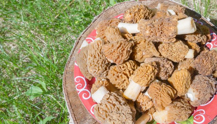 Funghi spugnole