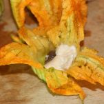 preparation of zucchini flowers in batter with mozzarella and anchovies