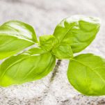 basilico