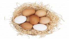Da cosa dipende il colore del guscio delle uova di gallina
