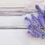 Lavanda