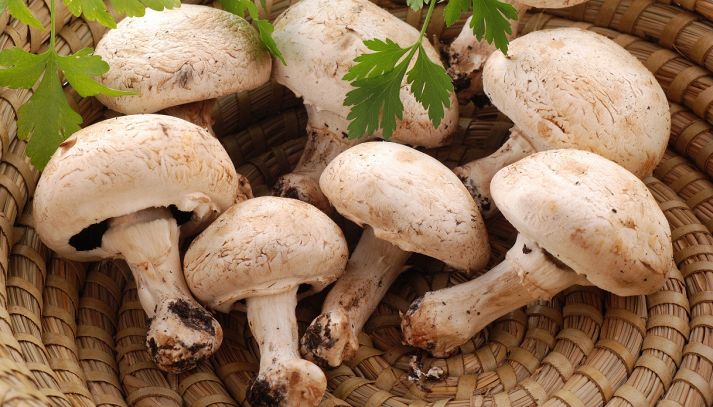 Funghi Guida Per Riconoscere I Diversi Tipi