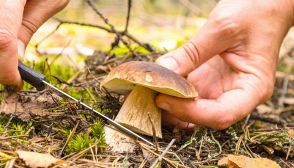 Funghi, guida per riconoscere i diversi tipi