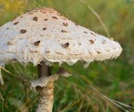 I funghi mazze di tamburo, deliziosi trifolati in padella o fritti, sono una varietà molto grande e dalle interessanti proprietà: ecco come cucinarli