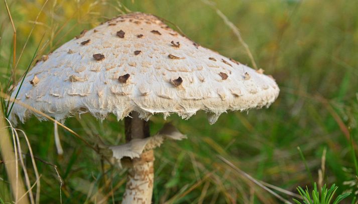 I funghi mazze di tamburo, deliziosi trifolati in padella o fritti, sono una varietà molto grande e dalle interessanti proprietà: ecco come cucinarli